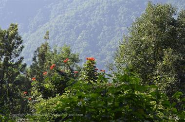 Nilgiri-Blue-Mountain-Train, Mettupalayam - Coonoor_DSC5388_H600